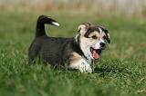 CORGI PEMBROKE 1109